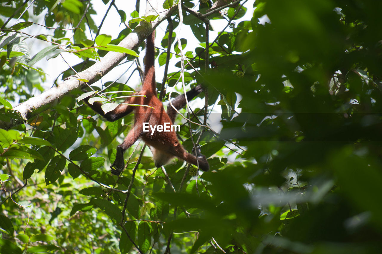 Monkey hanging from tree