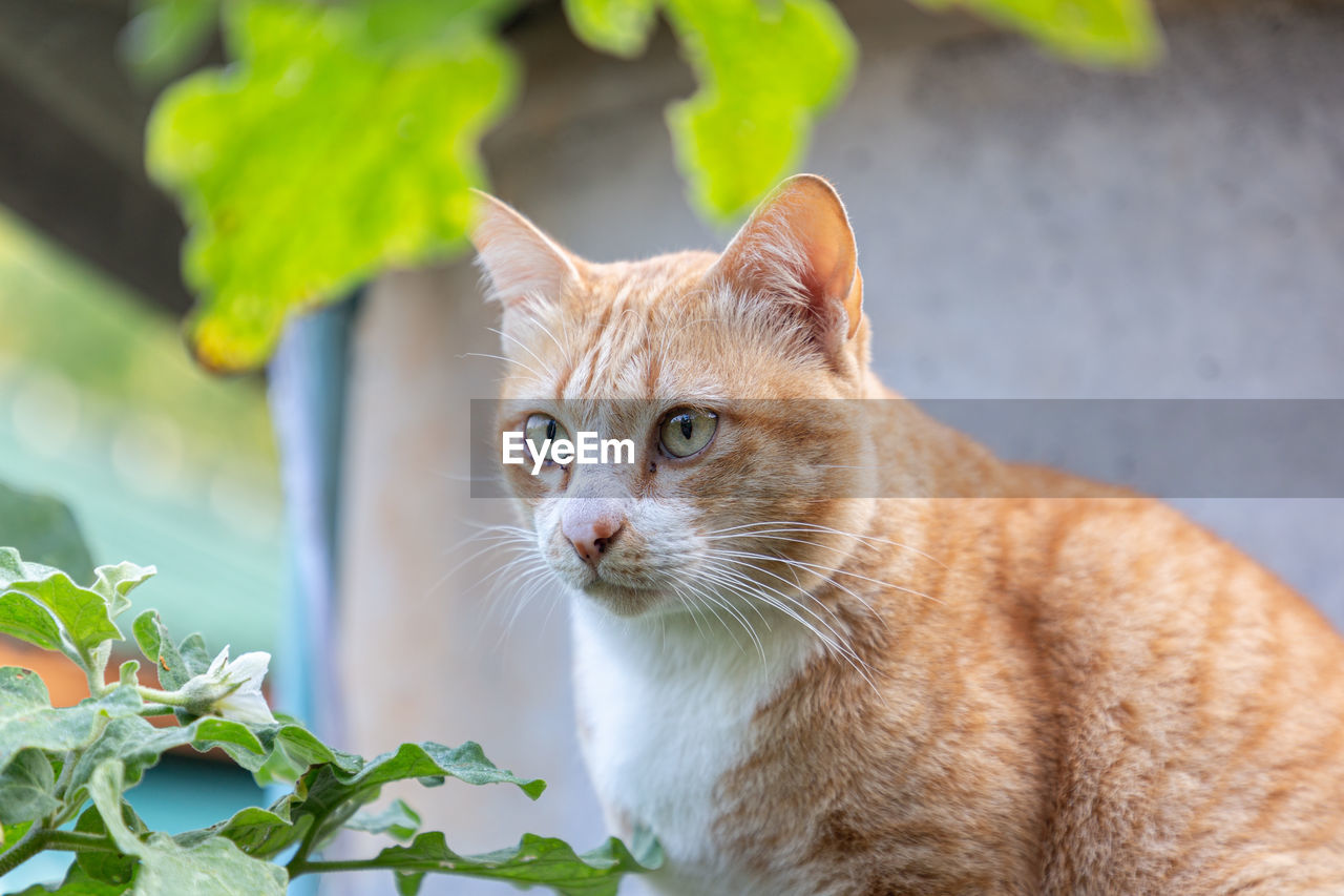 CAT LOOKING AWAY OUTDOORS