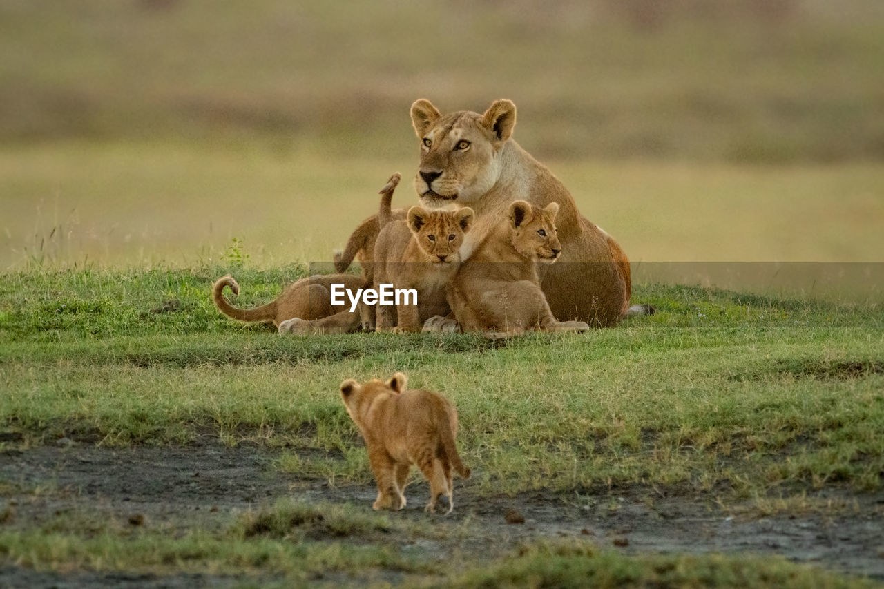 Cub walks towards others lying with lioness