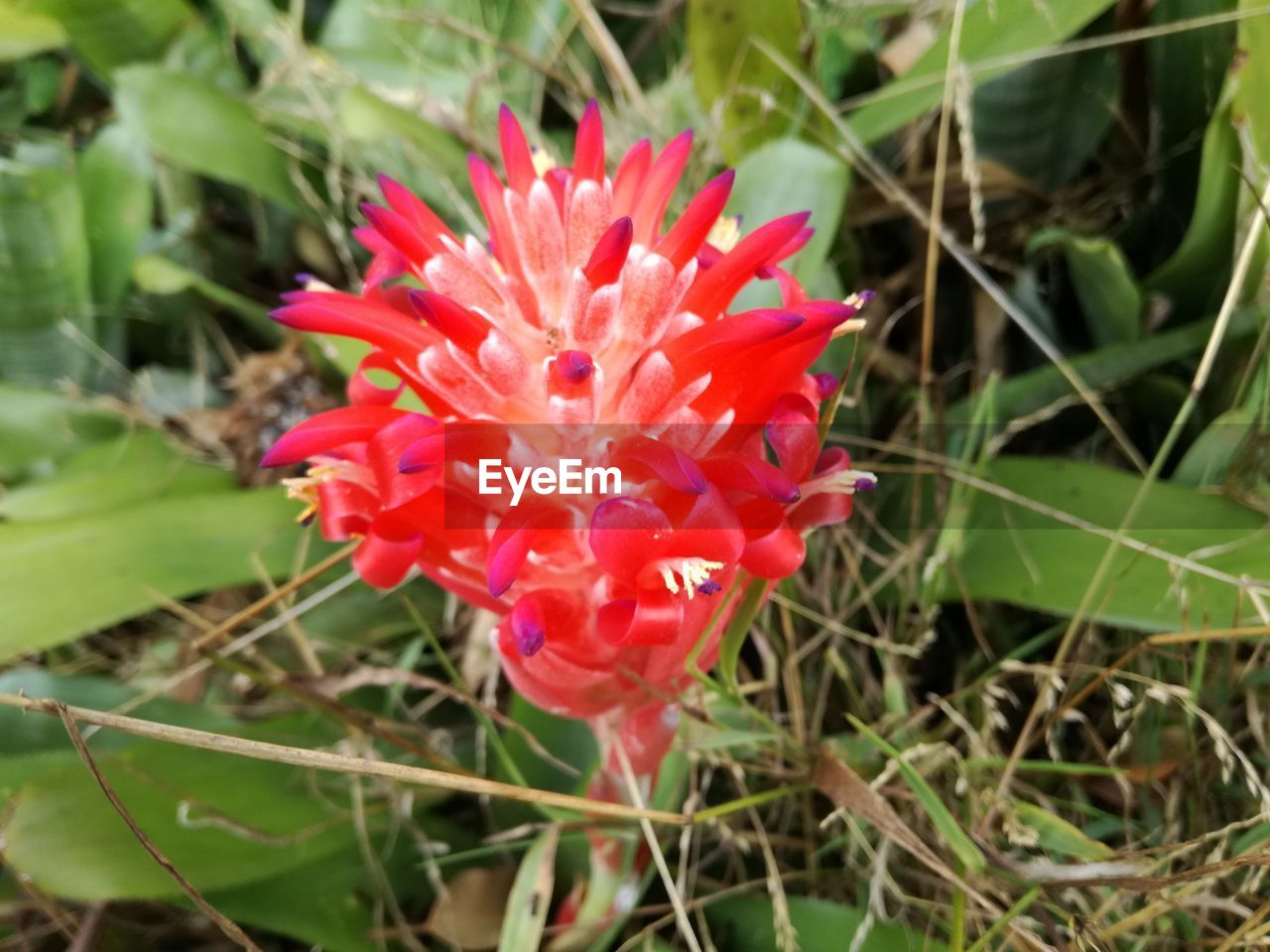 CLOSE-UP OF RED FLOWER BLOOMING