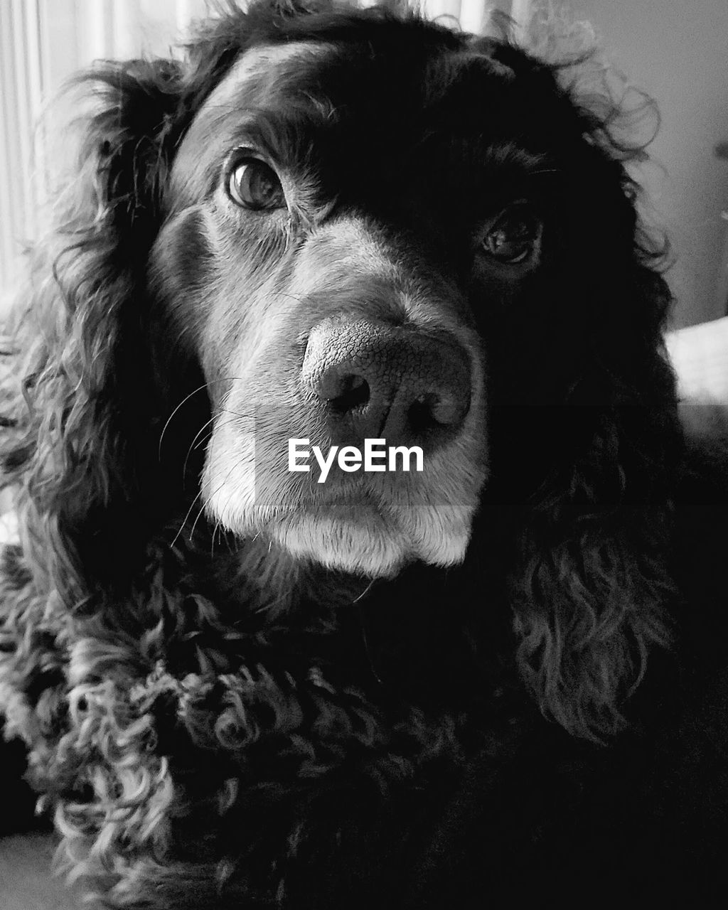 Close-up of black dog looking away at home