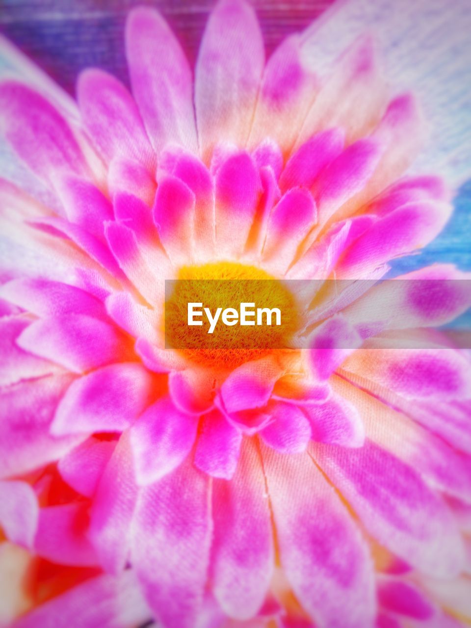 CLOSE-UP OF PINK FLOWER BLOOMING