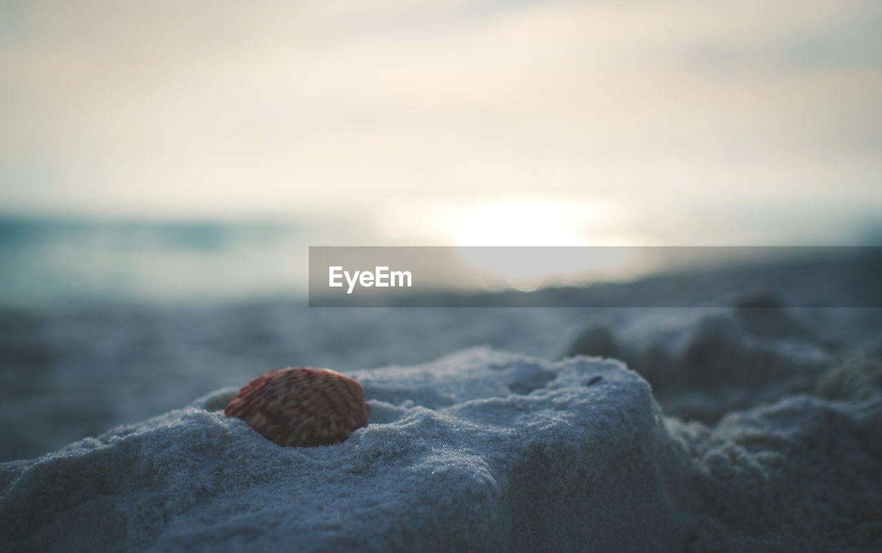 Close-up of seashell on sand