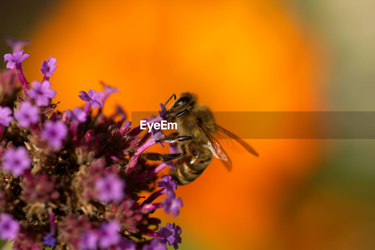 CLOSE-UP OF BEE ON FLOWER