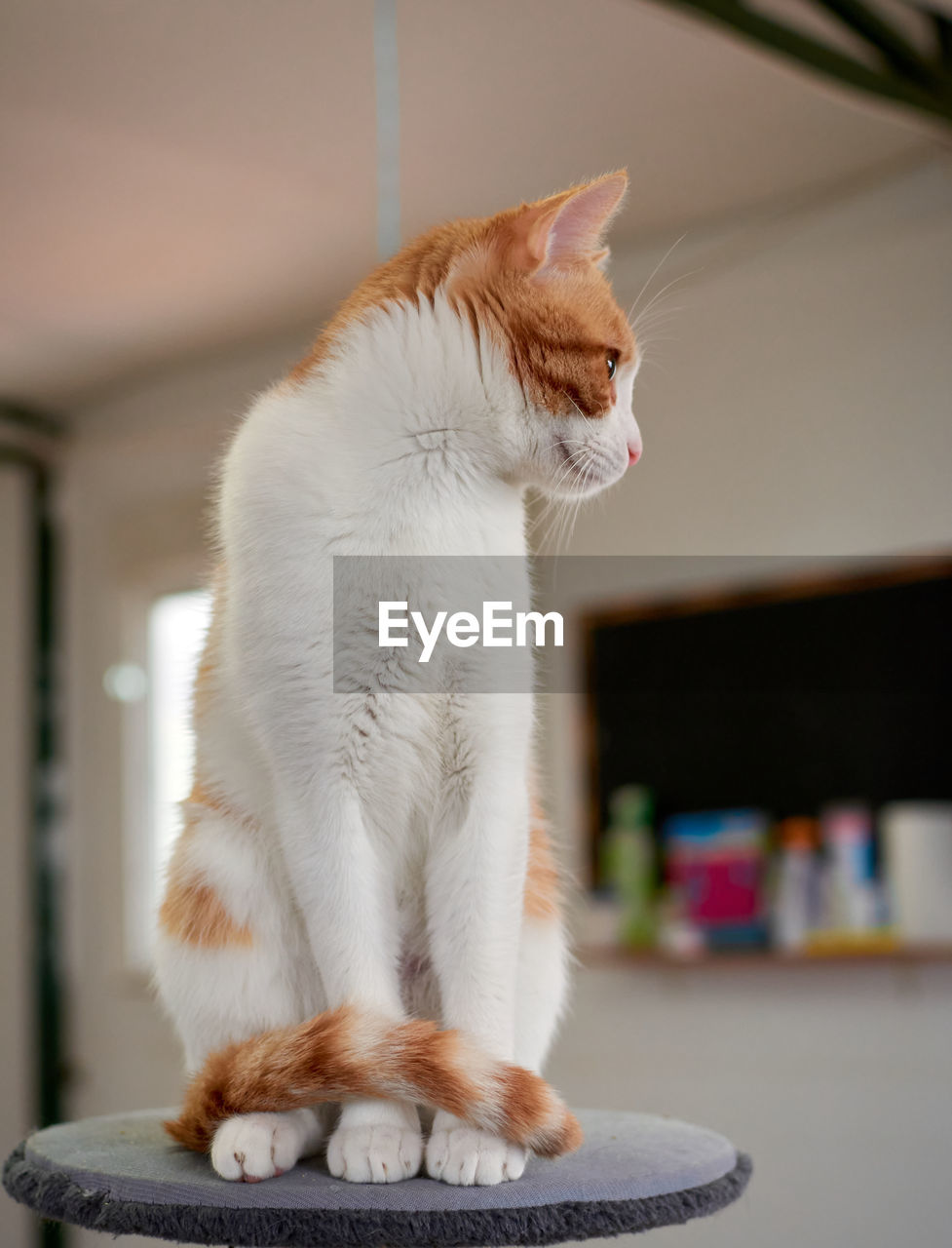 CLOSE-UP OF CAT SITTING AT HOME