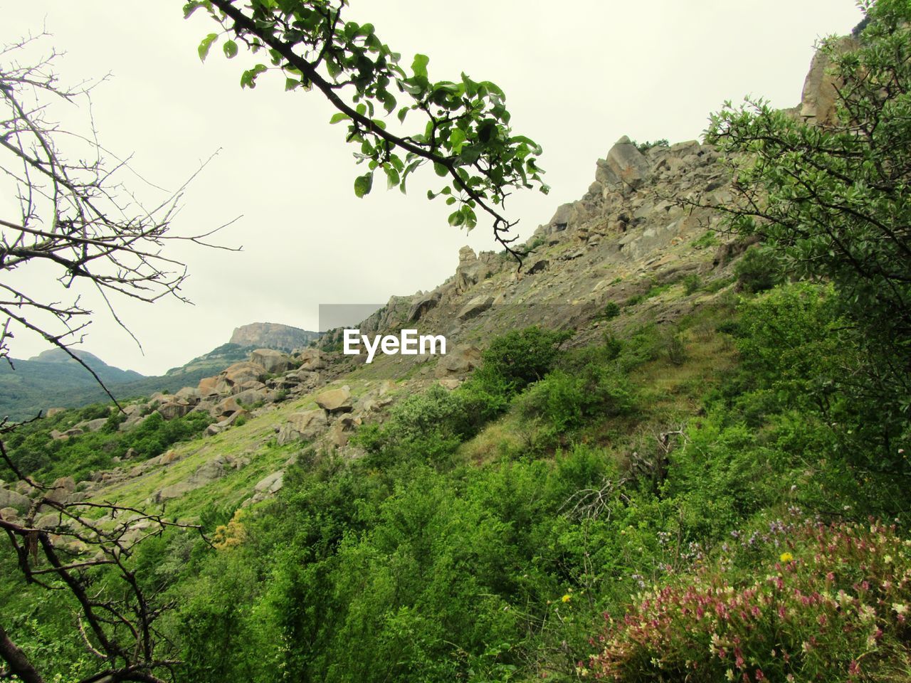 SCENIC VIEW OF GREEN LANDSCAPE AGAINST SKY