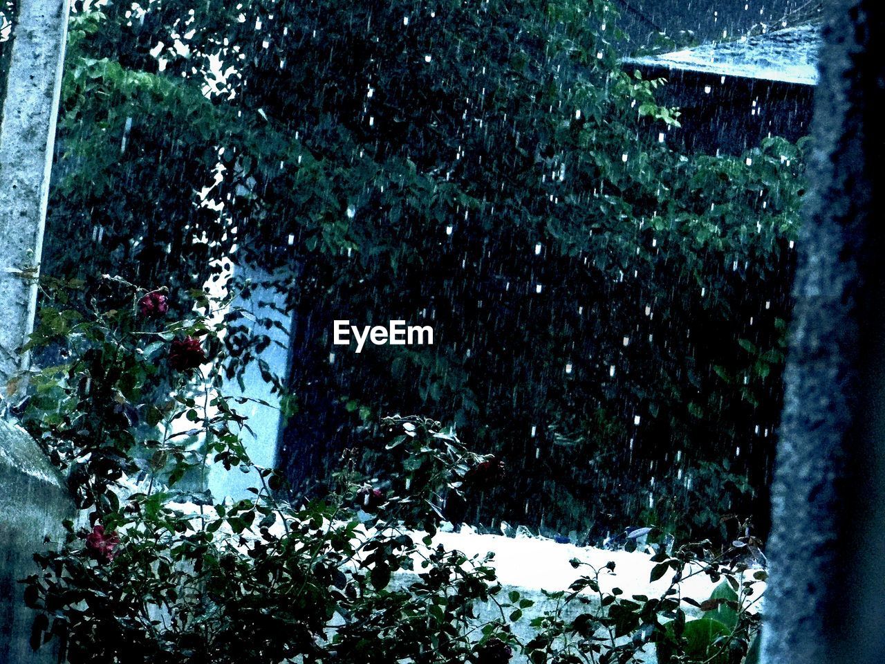 CLOSE-UP OF TREES AGAINST SKY