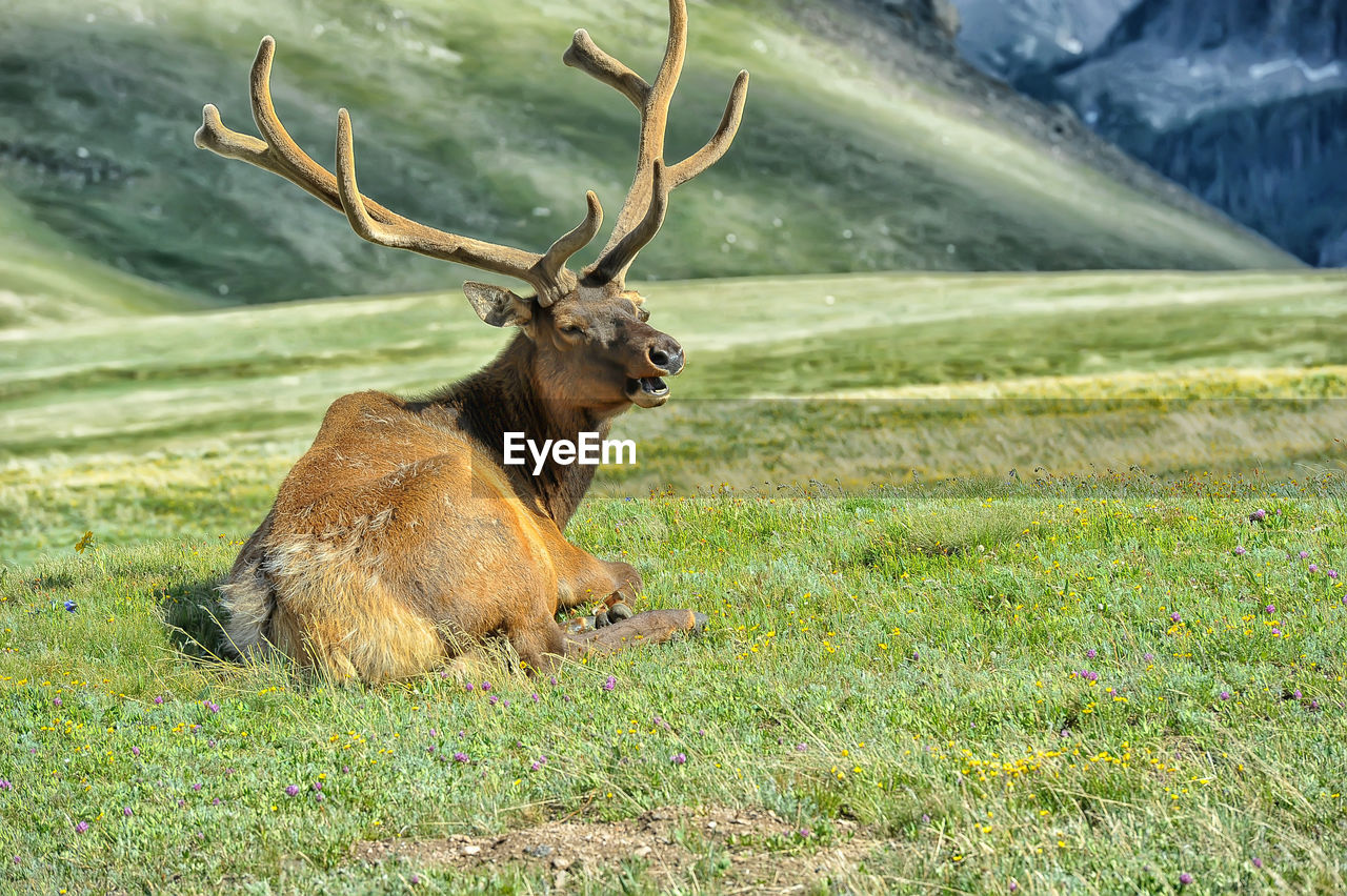 VIEW OF DEER ON GRASS