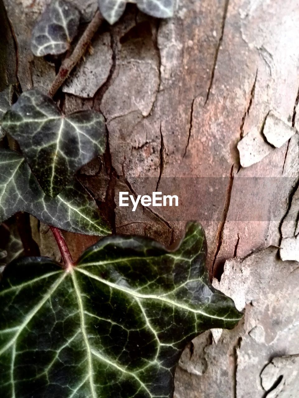 FULL FRAME SHOT OF LEAF