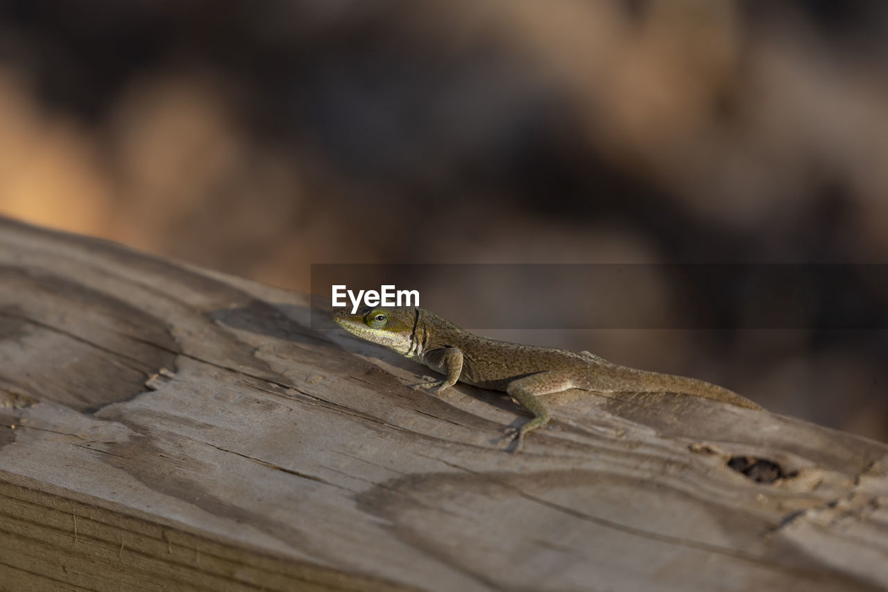 animal themes, animal, animal wildlife, close-up, one animal, reptile, wildlife, macro photography, wood, lizard, no people, nature, gecko, tree, selective focus, outdoors, day, timber, leaf