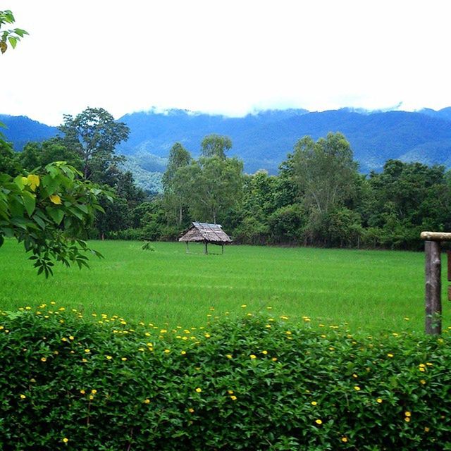 TREES ON GRASSY FIELD