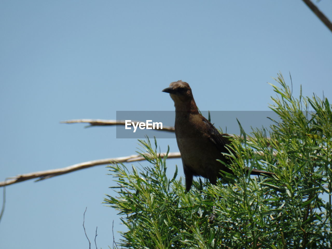 LOW ANGLE VIEW OF BIRDS PERCHING ON TREE TRUNK