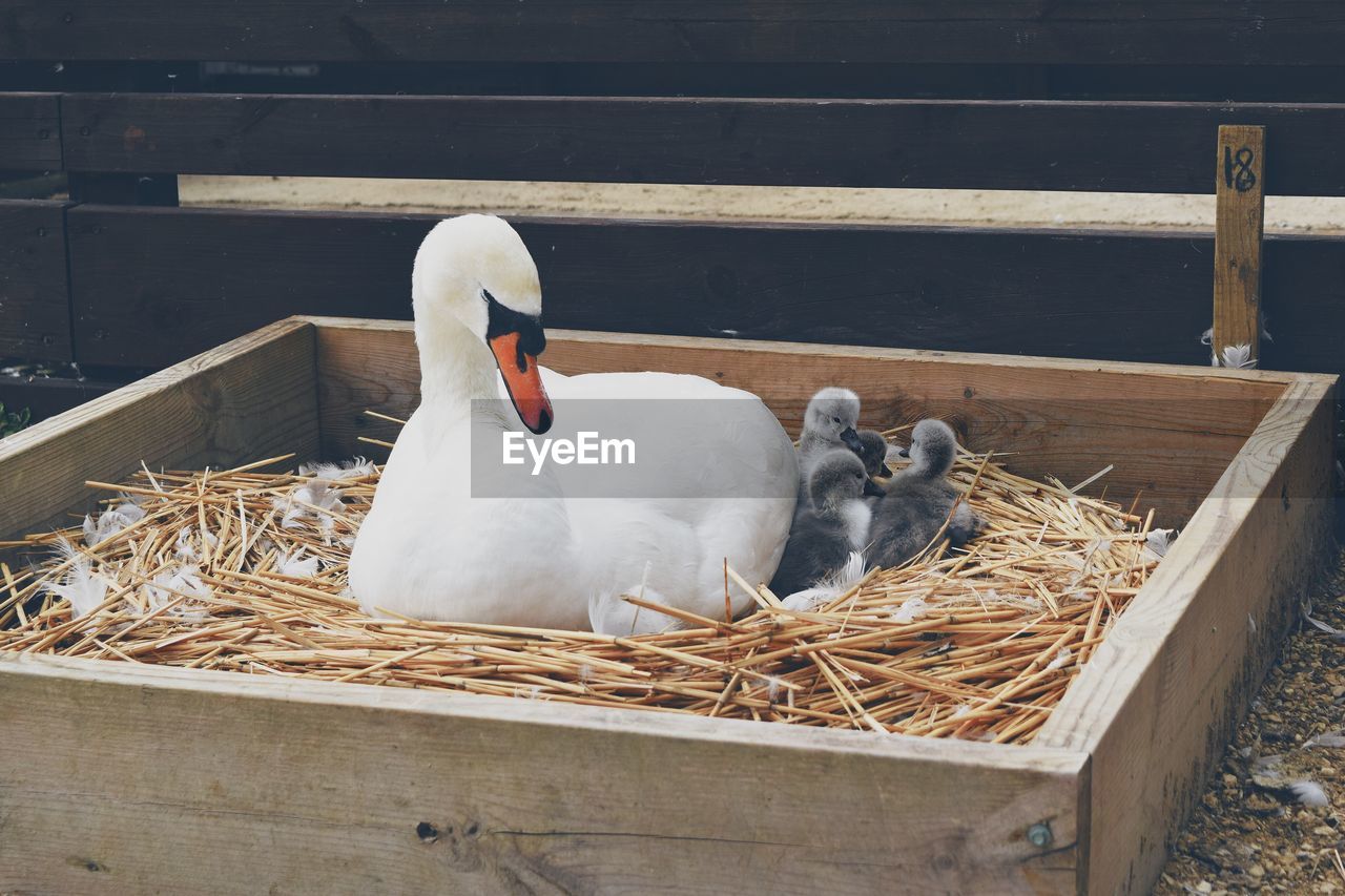 View of birds in nest