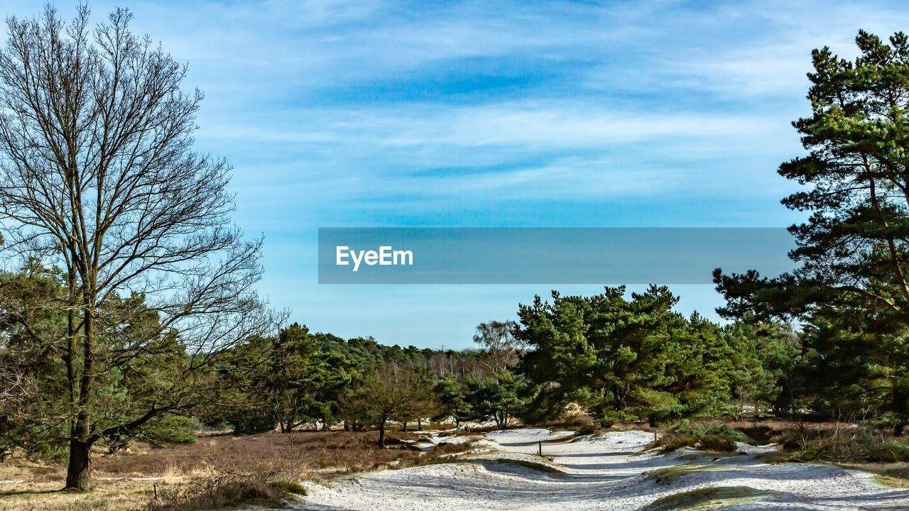 PLANTS AND TREES IN FOREST AGAINST SKY