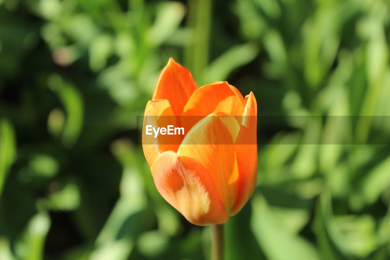 Close-up of orange tulip