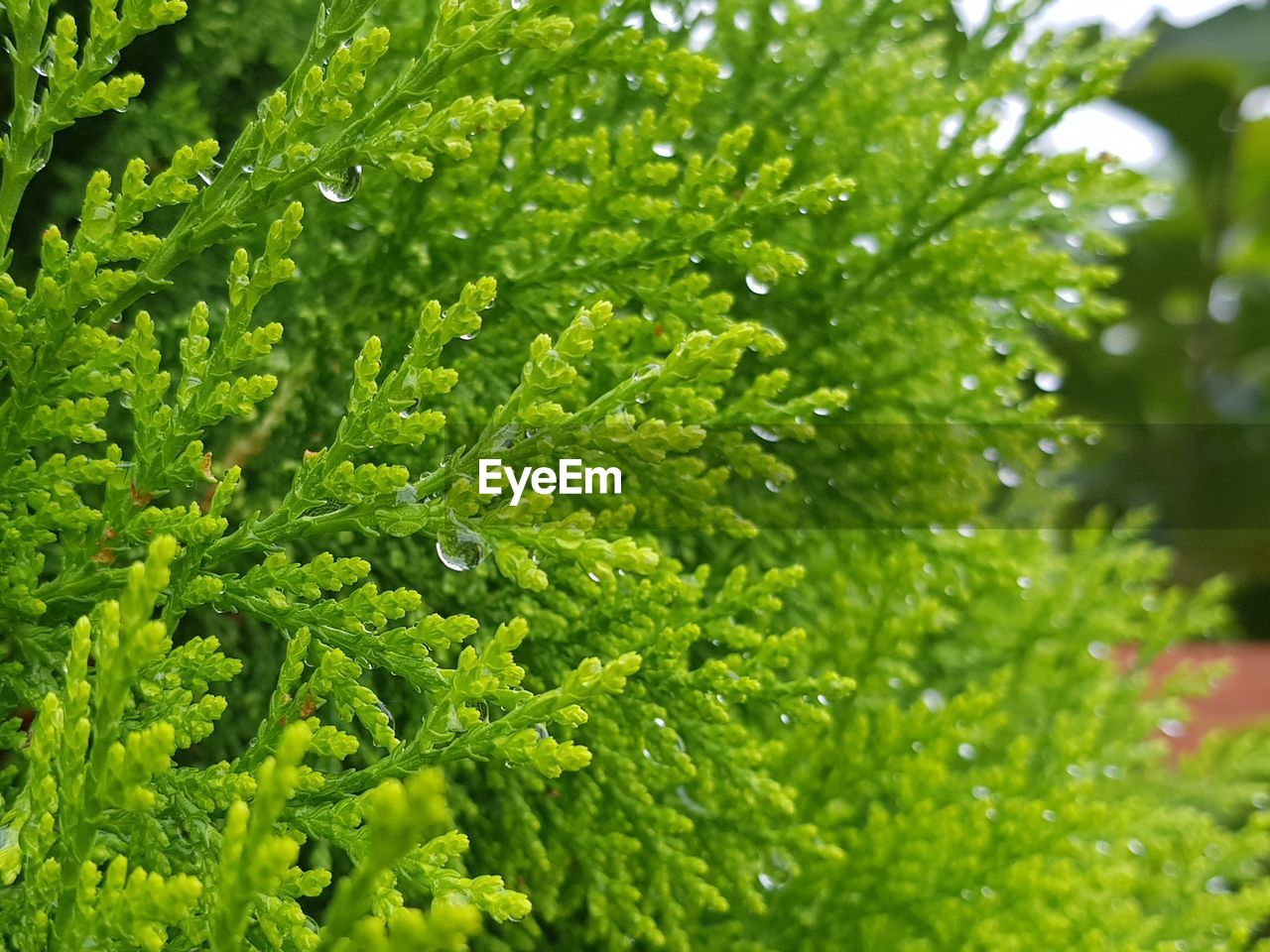 CLOSE-UP OF WET LEAVES OF TREE