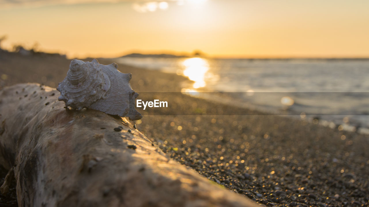 Seashell on driftwood on beach