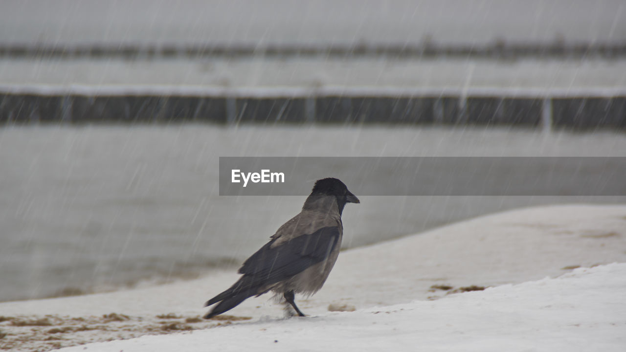 SIDE VIEW OF BIRD PERCHING ON A LAND