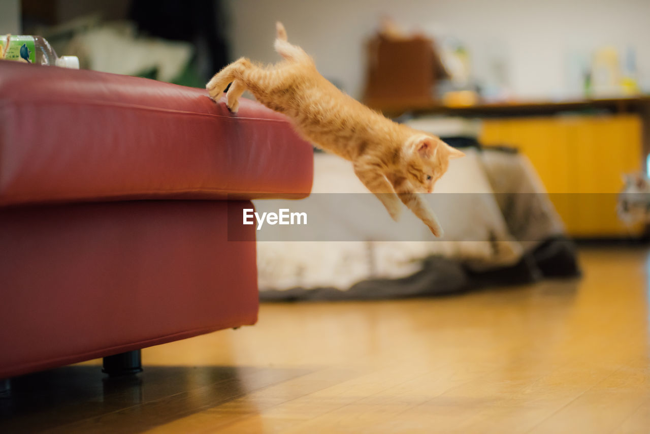 Kitten jumping from sofa at home