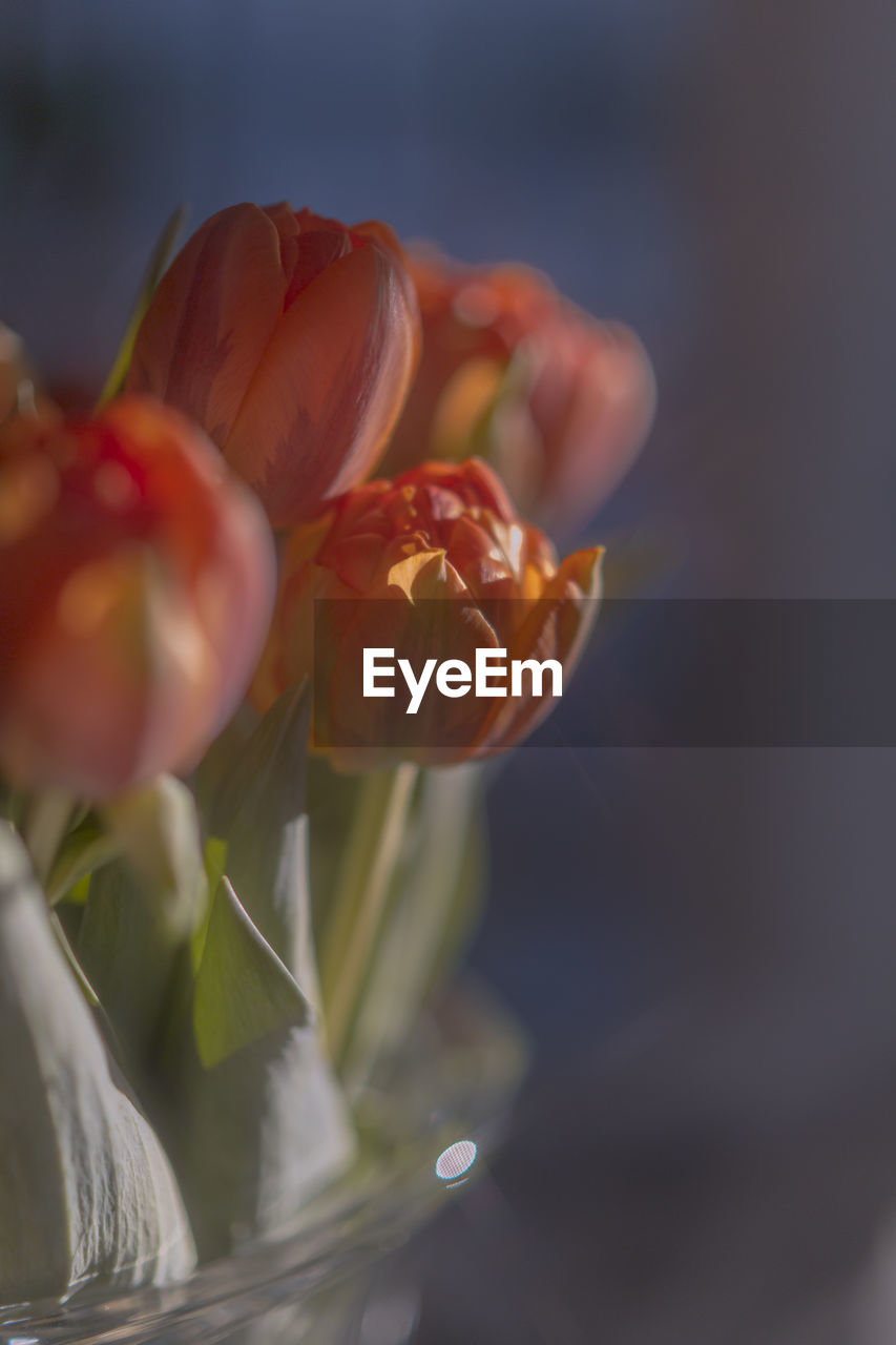 Close-up of a bouquet of red tulips in a soft lighting with blurred background 