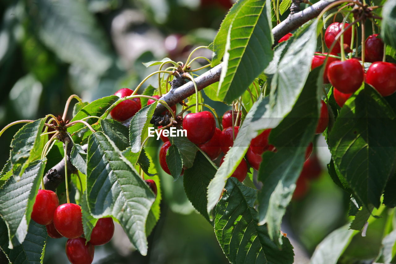 Ripe cherries hanging from a cherry tree branch