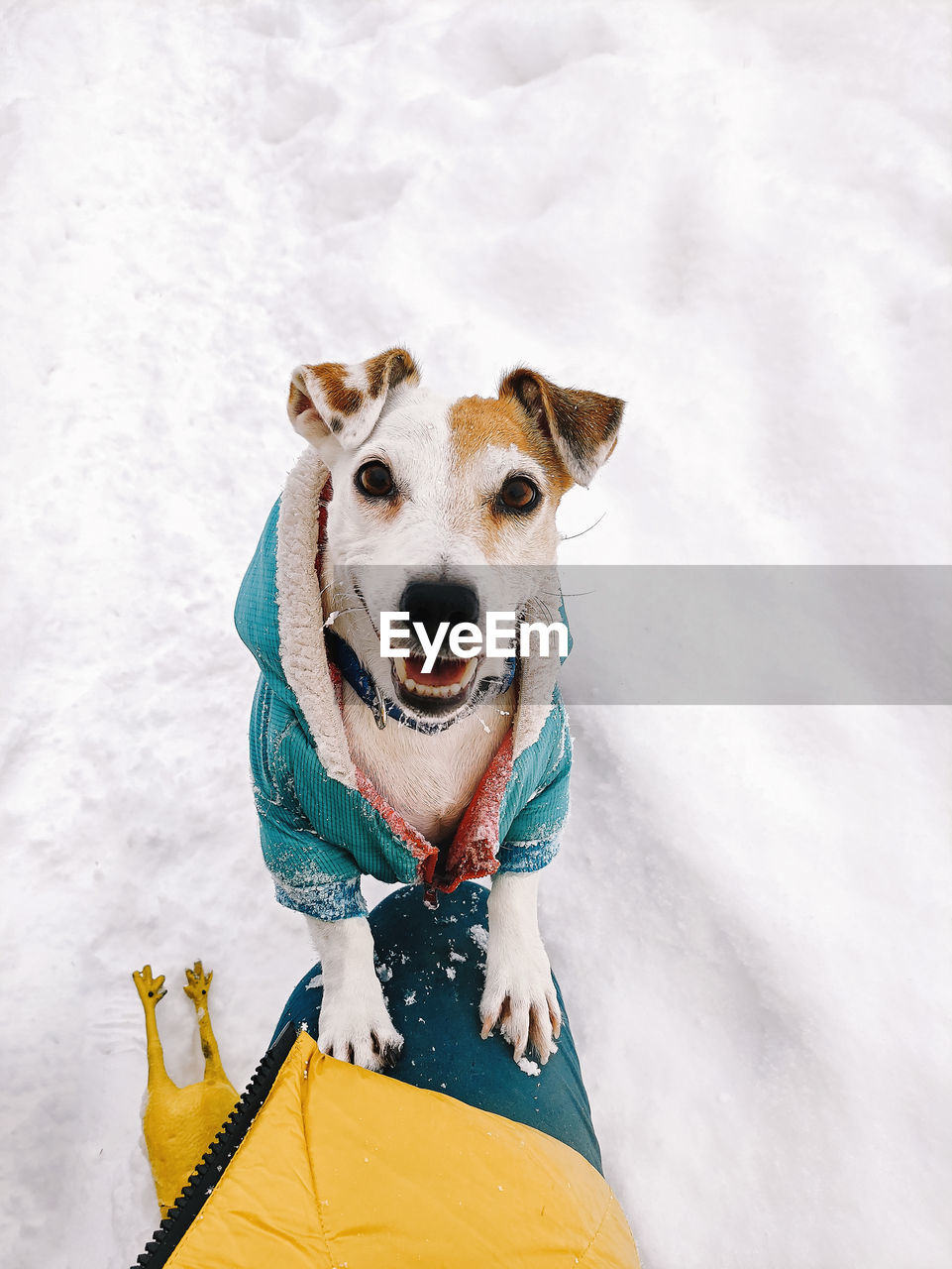 Top view of cute jack russell dog in coat standing at owner's feet in winter