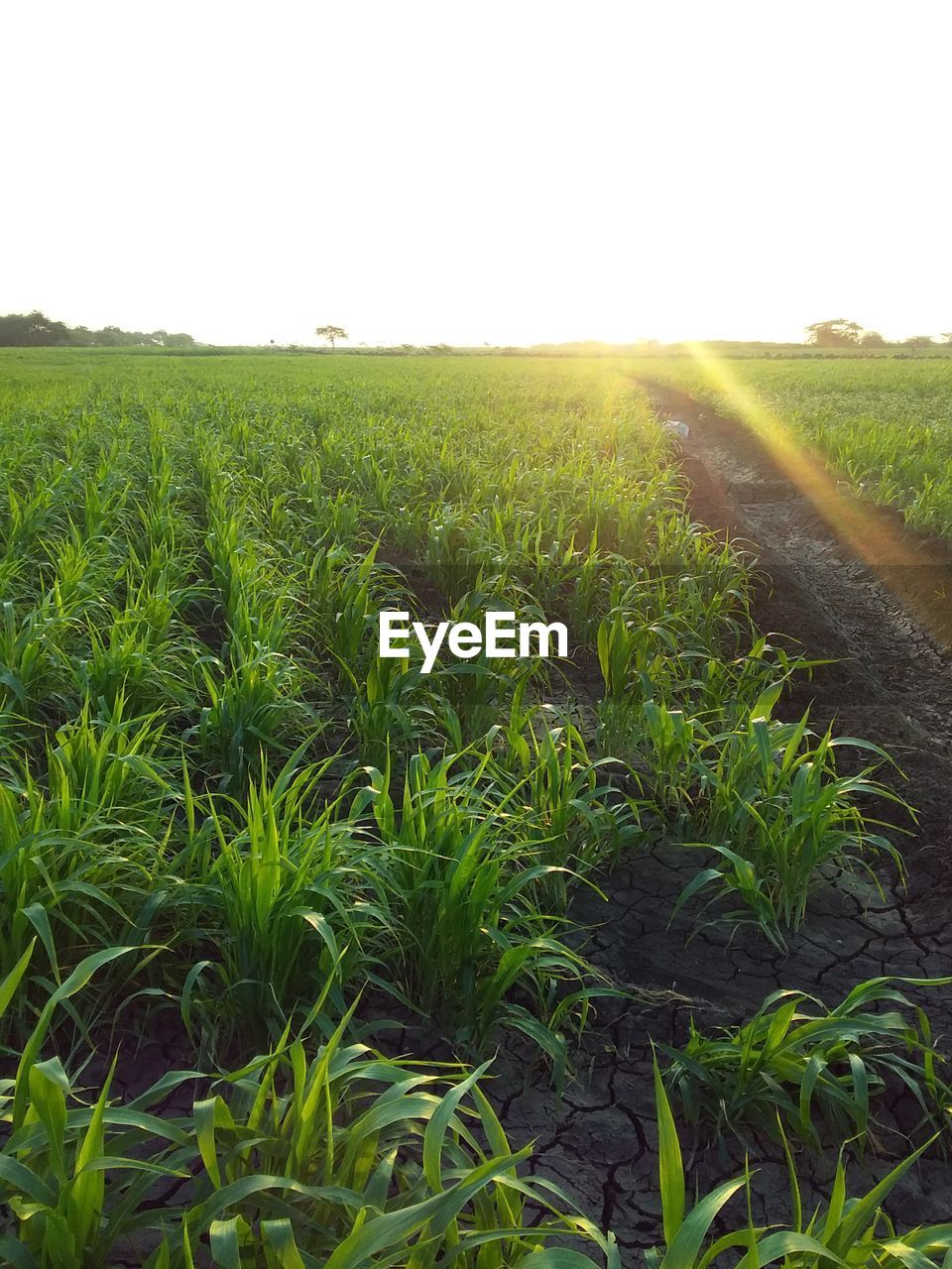 SCENIC VIEW OF FARM AGAINST SKY