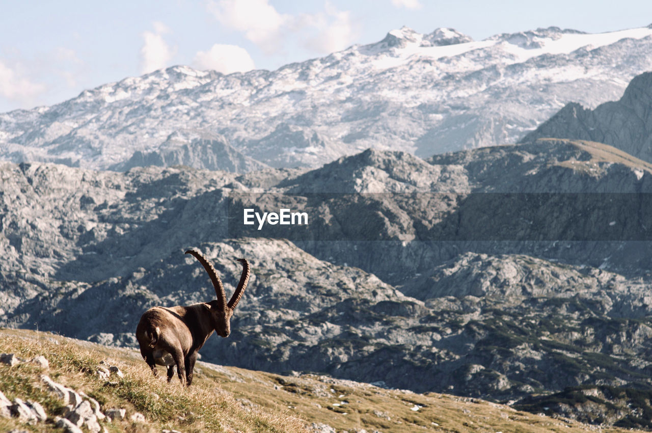 Horse standing on mountain