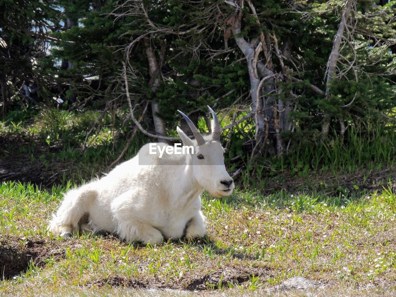 Mountain goat oreamnos americanus going-to-the-sun road logan pass glacier national park montana usa