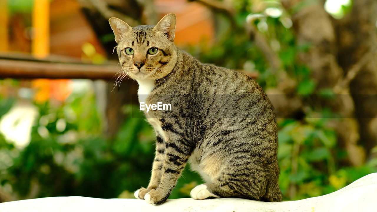 PORTRAIT OF TABBY CAT SITTING OUTDOORS