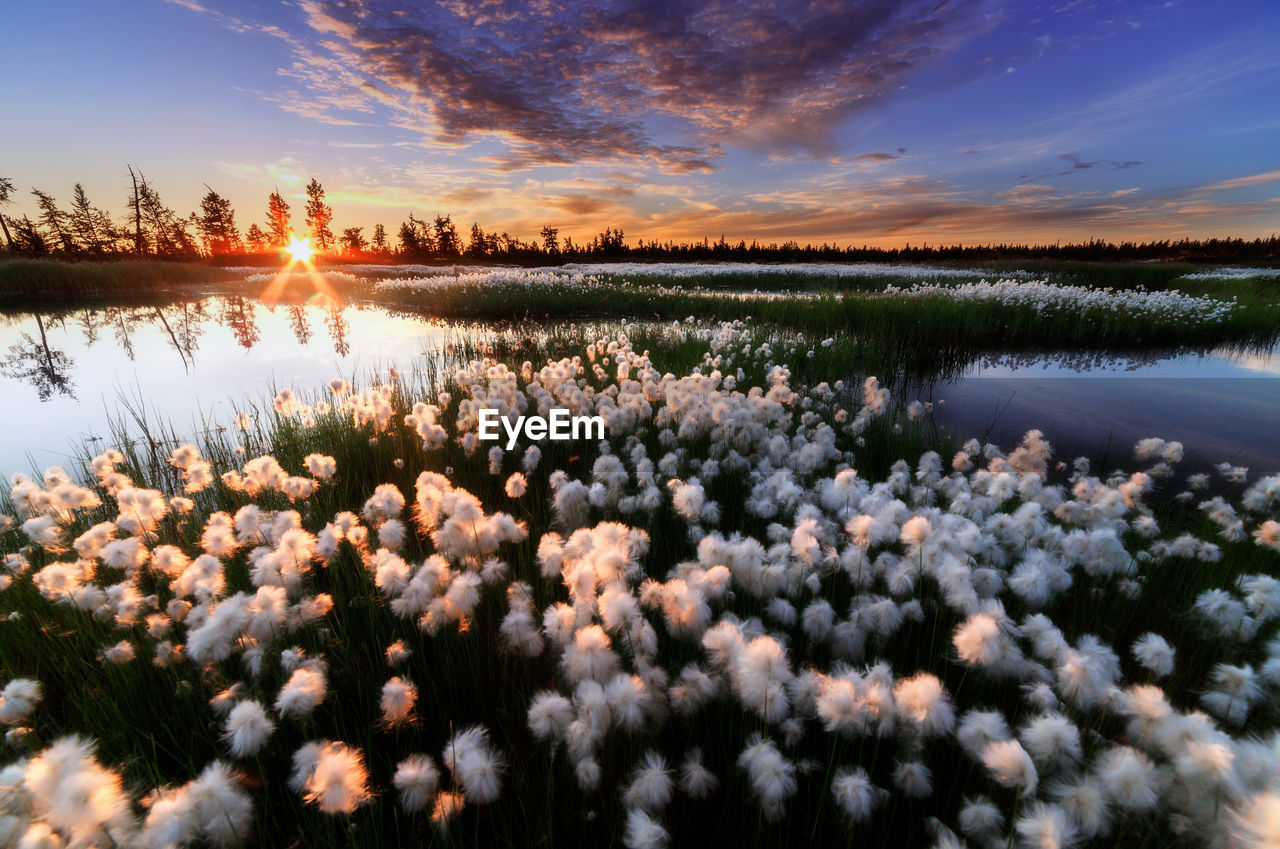 sky, plant, beauty in nature, water, nature, reflection, flower, landscape, scenics - nature, sunset, flowering plant, environment, cloud, lake, tranquility, land, freshness, twilight, tree, no people, sun, tranquil scene, rural scene, dusk, travel destinations, outdoors, sunlight, blue, multi colored, travel, field, idyllic, springtime, evening, growth, non-urban scene, agriculture, backgrounds, summer