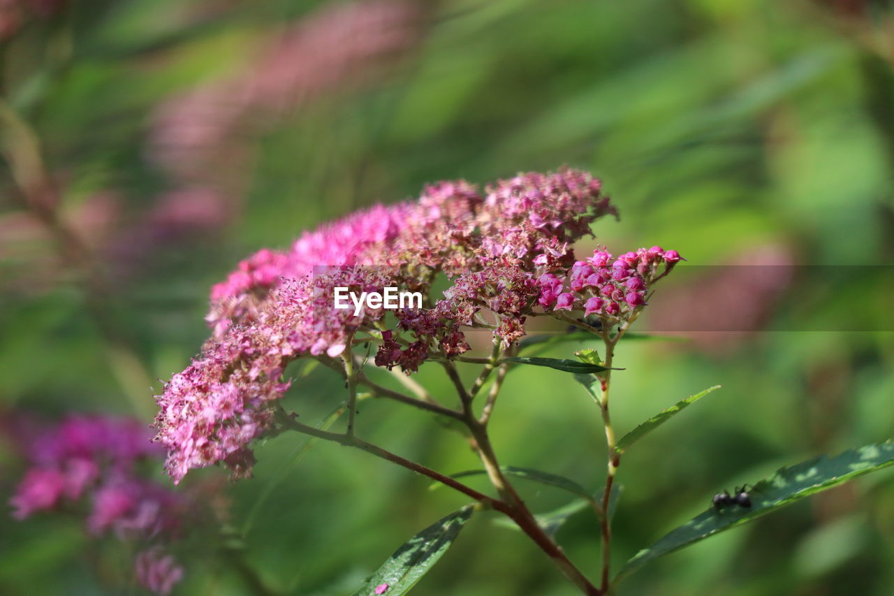 Close-up of pink flowering plant