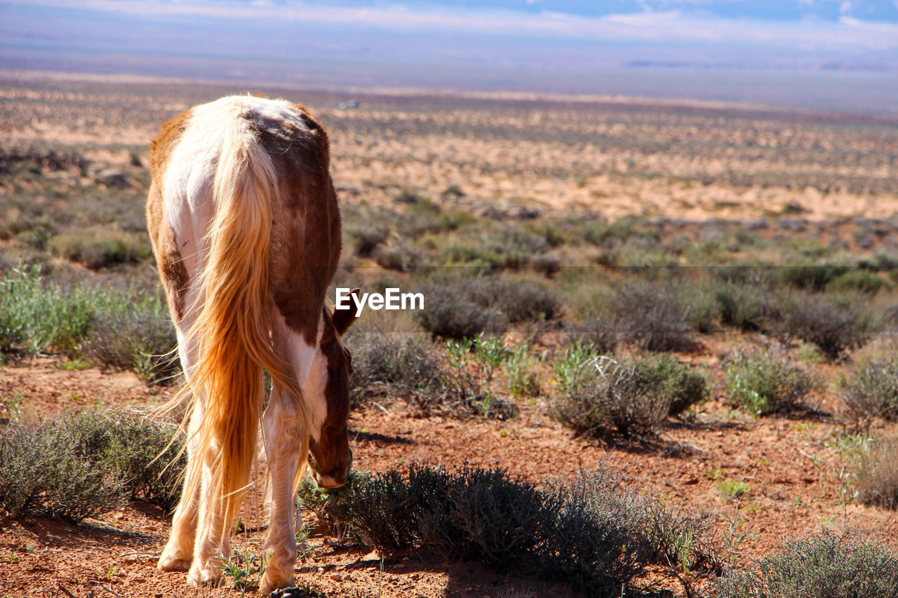 Horse grazing on field