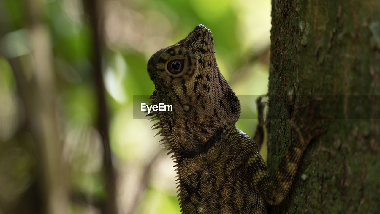 CLOSE-UP OF A LIZARD ON TREE