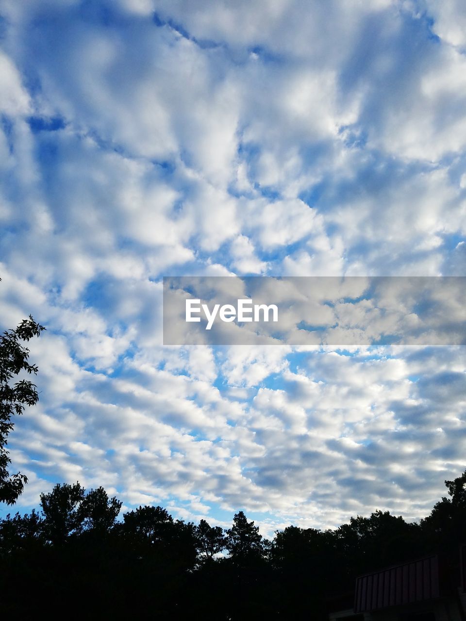 TREES AGAINST CLOUDY SKY