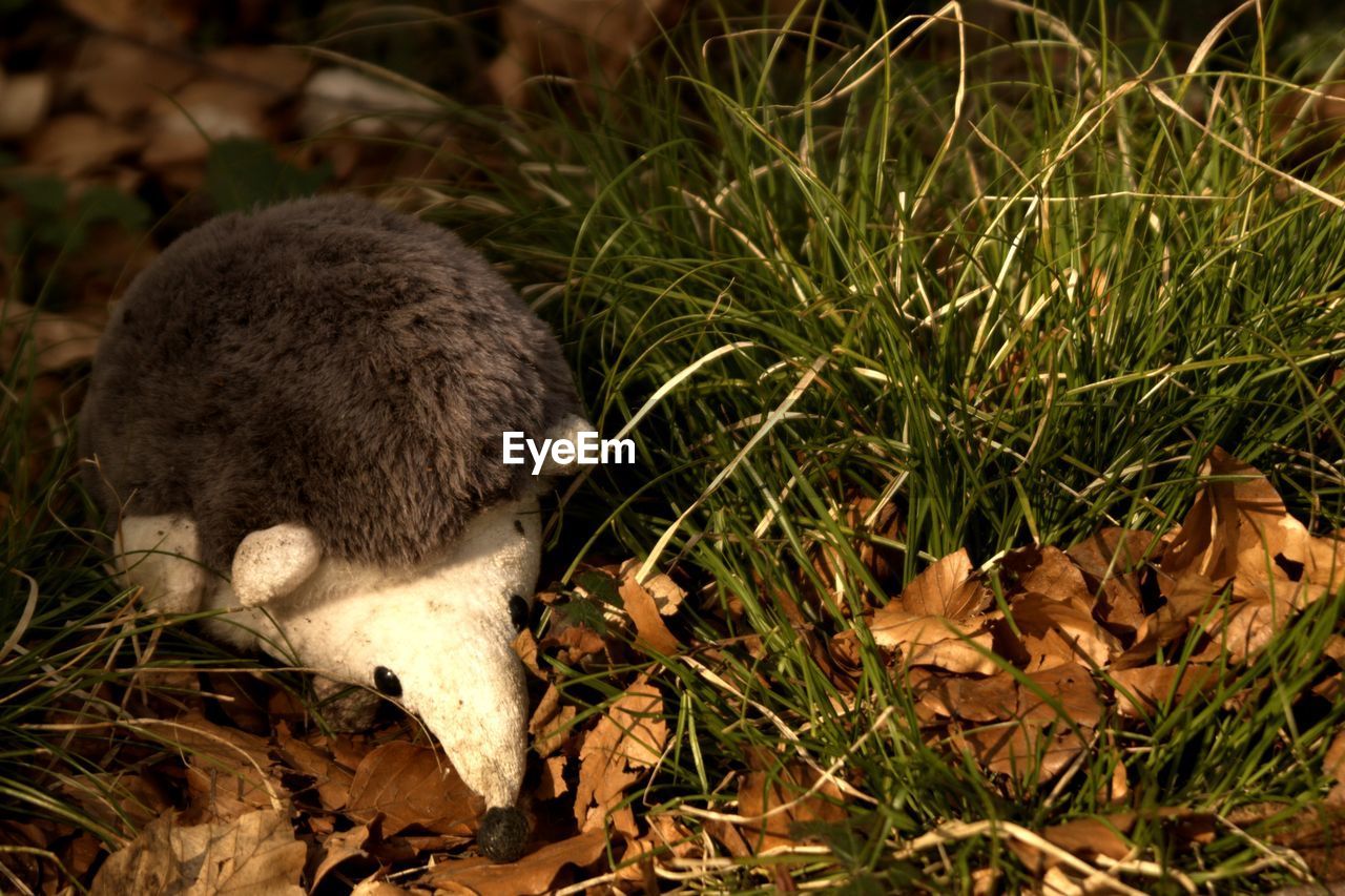 CLOSE-UP OF SHEEP AND GRASS