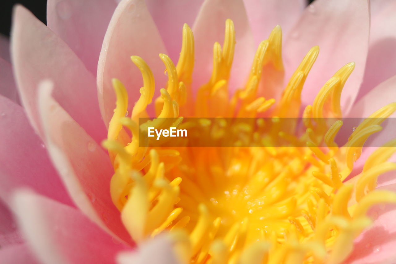 CLOSE-UP OF YELLOW ROSE FLOWER