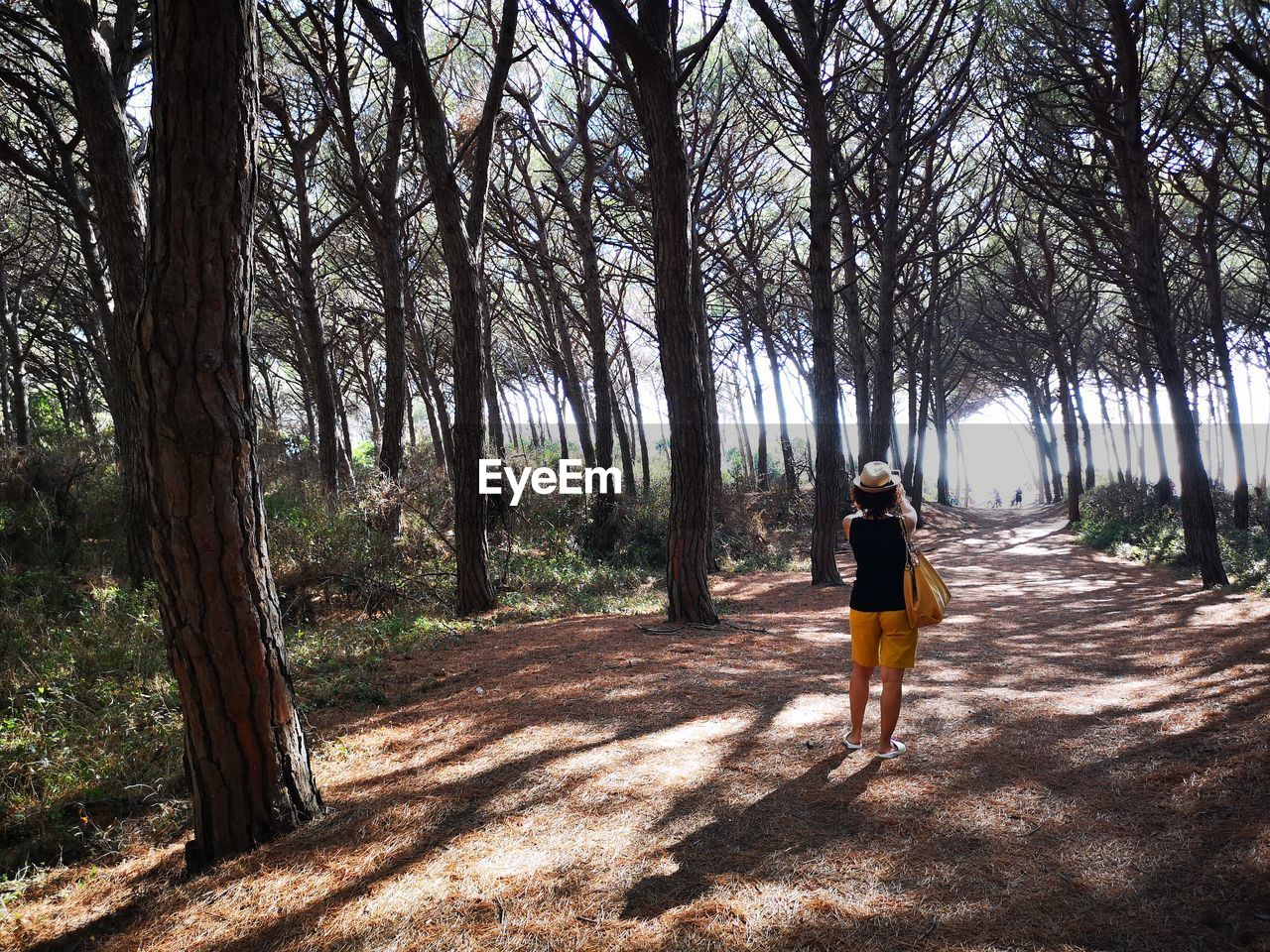 Rear view of woman walking amidst trees in forest