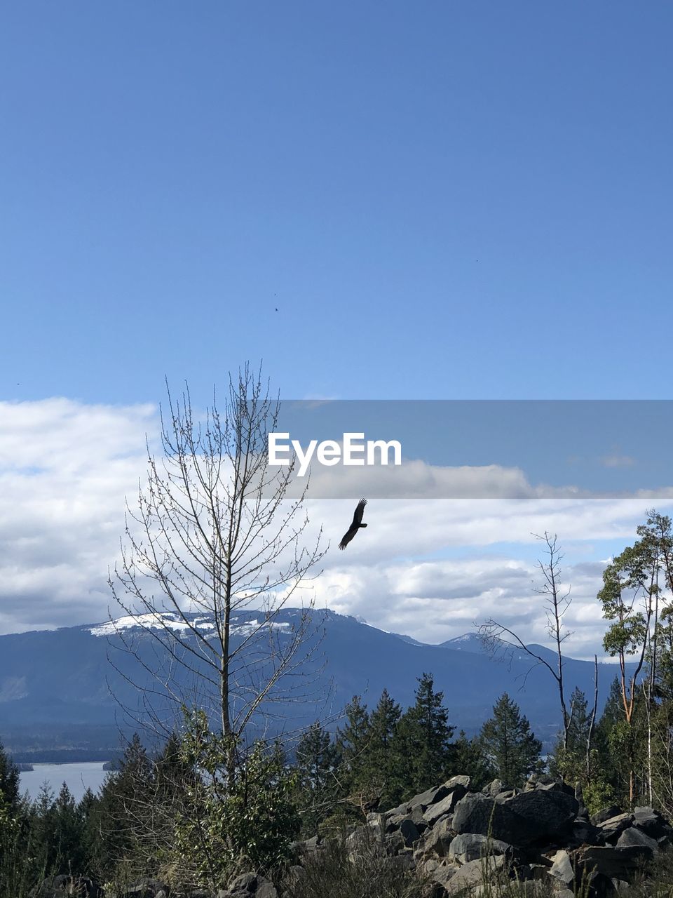 LOW ANGLE VIEW OF BIRD ON TREE AGAINST SKY