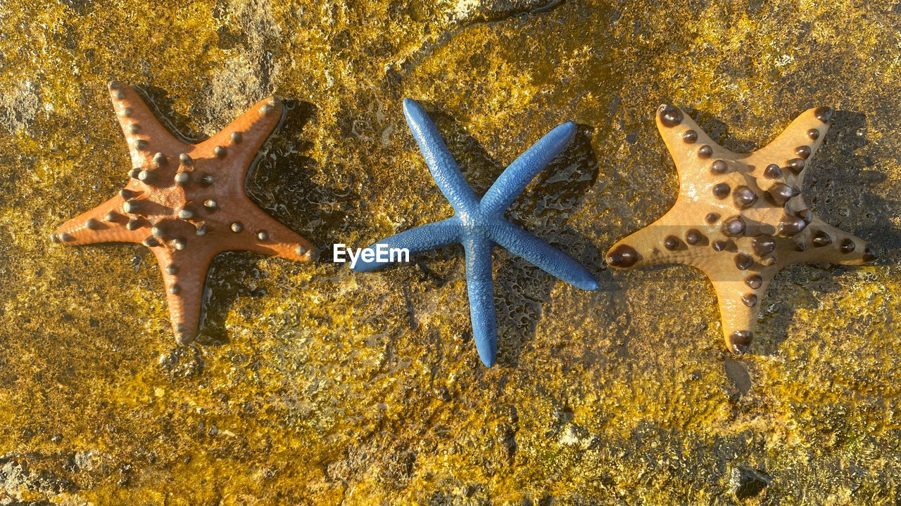 CLOSE-UP OF STARFISH ON THE SEA