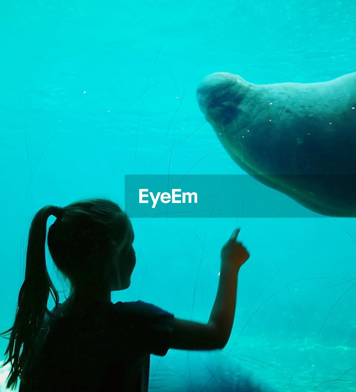 Girl pointing towards walrus swimming in aquarium
