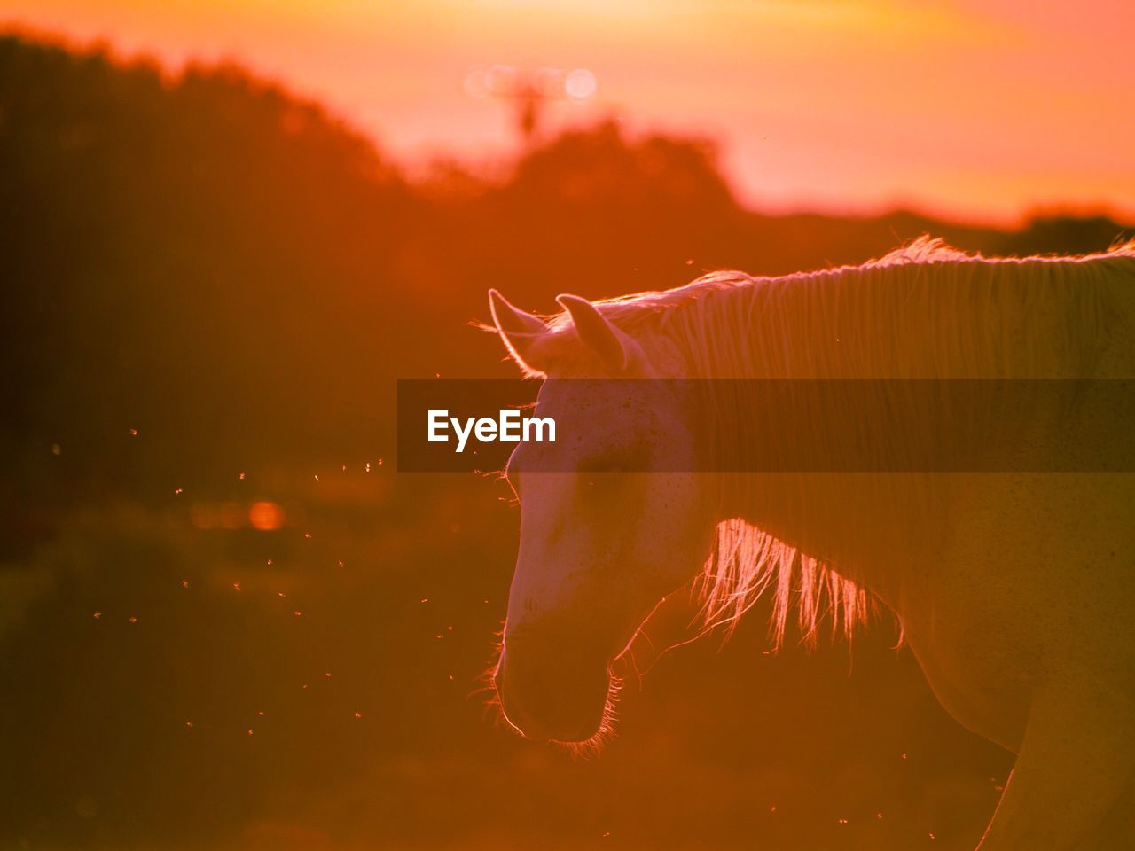 Horse standing on field during sunset