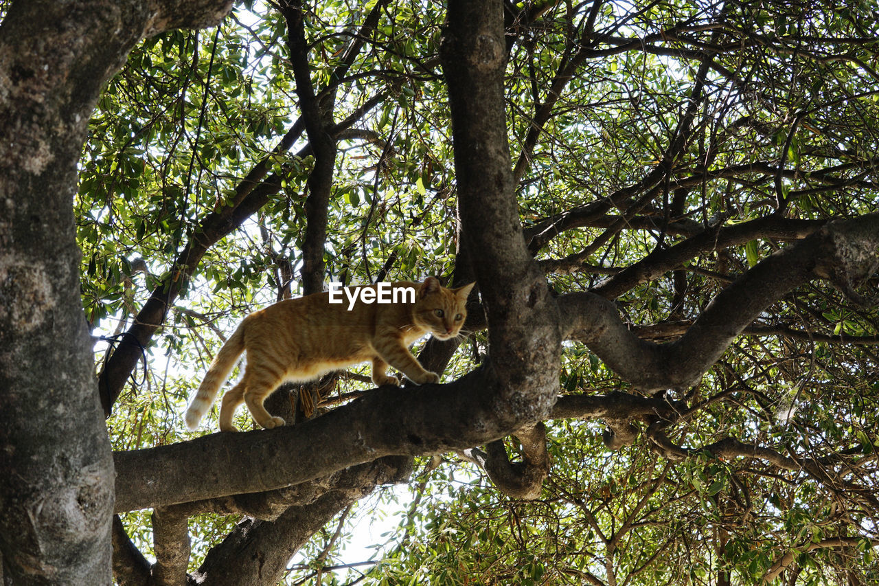 Low angle view of a cat on tree trunk