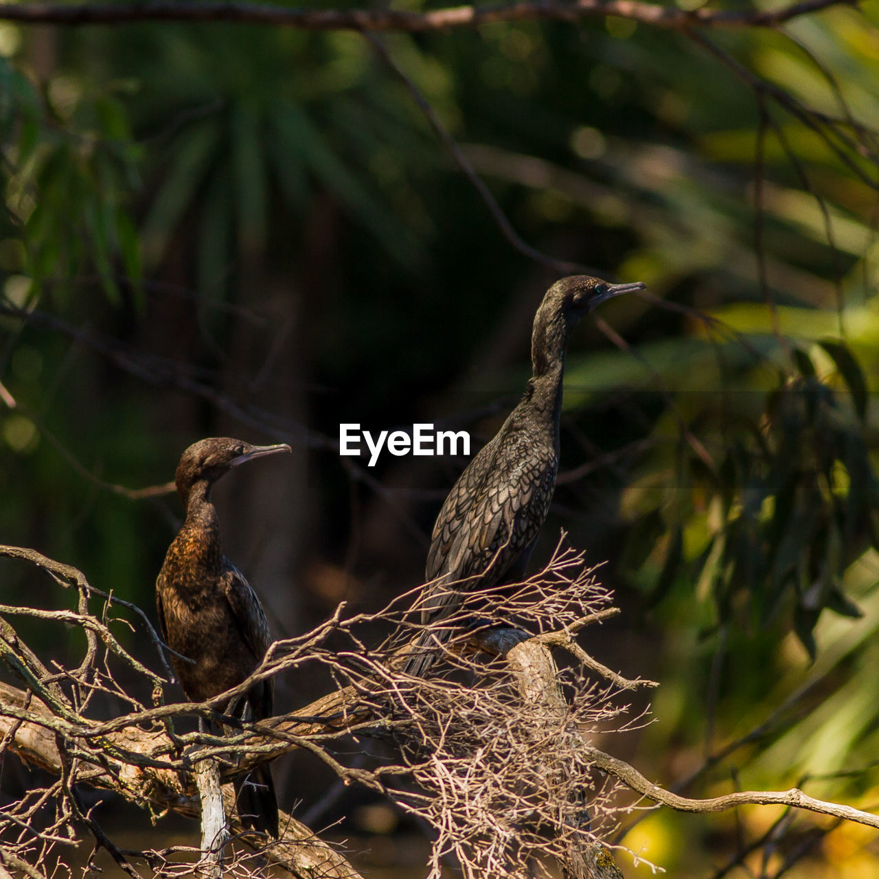 CLOSE-UP OF BIRD PERCHING ON TREE BRANCH