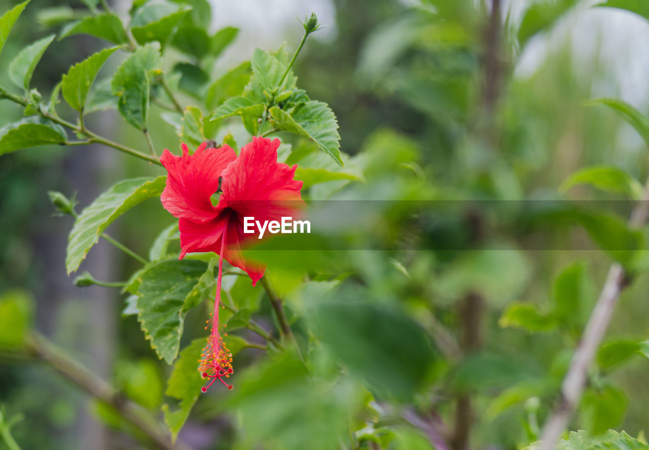 Close-up of red hibiscus flower