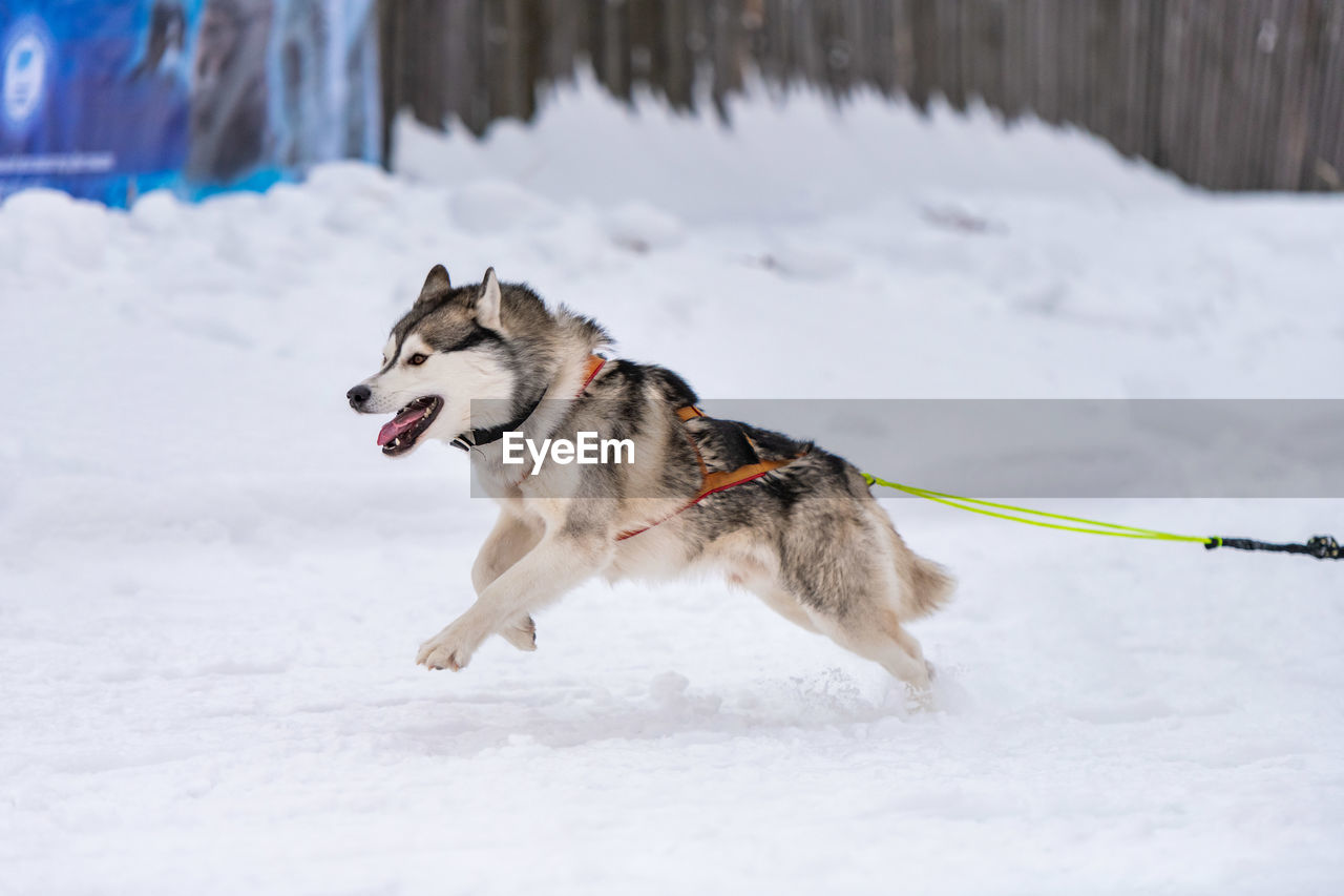 FULL LENGTH OF A DOG ON SNOW COVERED FIELD