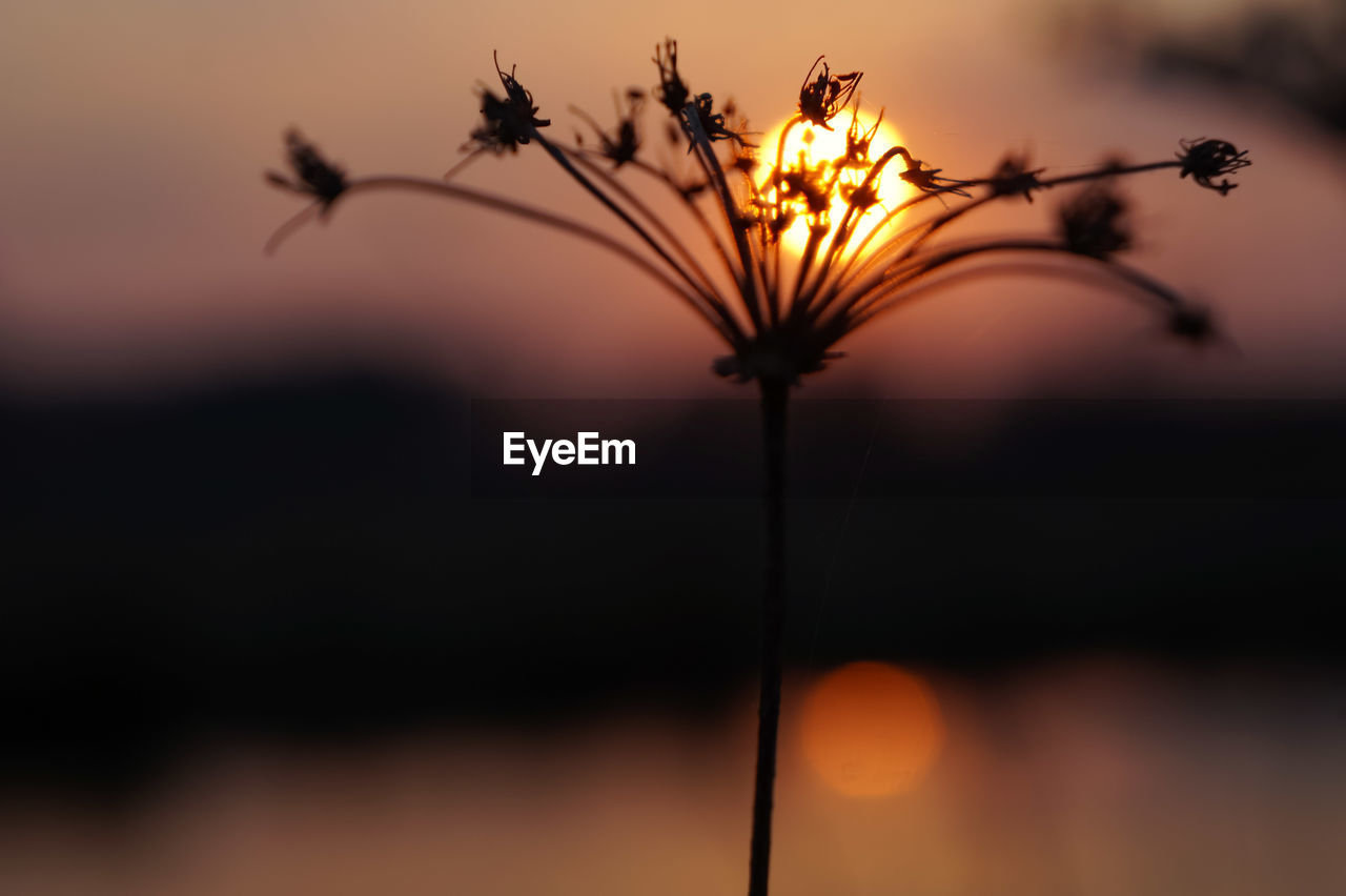 Close-up of silhouette plant against orange sky