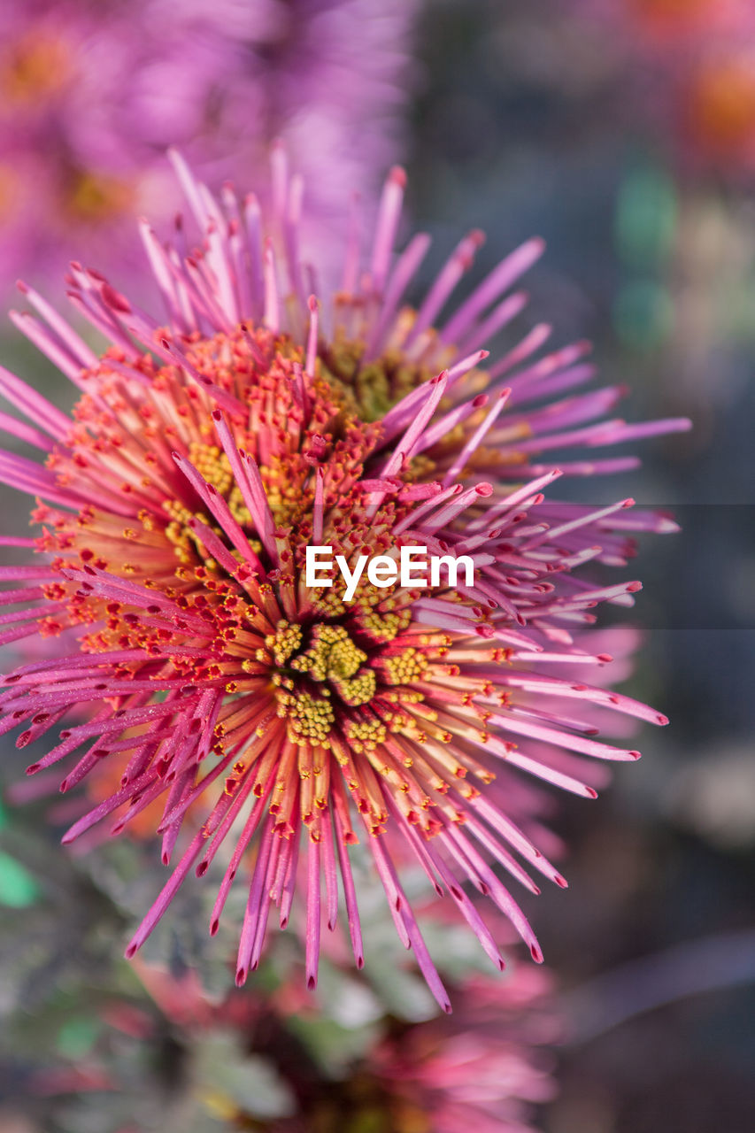 Close-up of pink flower