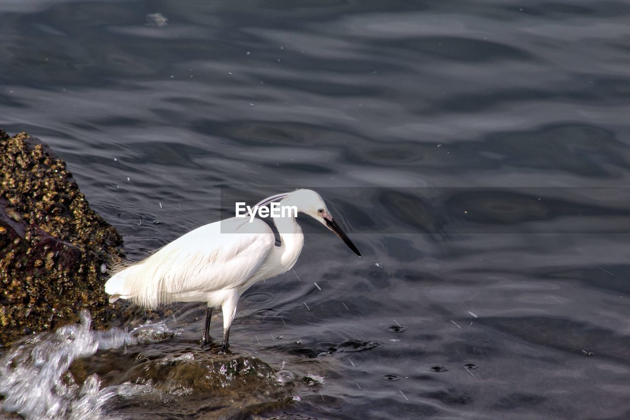 High angle view of bird fishing on the ocean 