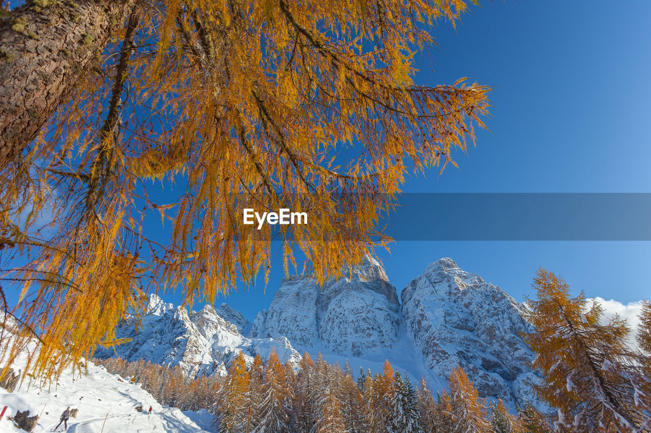 Awesome larch branches with autumn colors and mount pelmo background, dolomites, italy